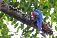 Apaloderma narina; Narina trogon; Narinatrogon