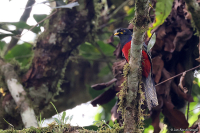 Apaloderma vittatum; Bar-tailed trogon; Bandtrogon