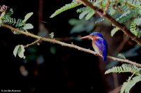 Corythornis cristata; Malachite kingfisher; Malakitkungsfiskare
