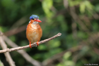 Corythornis cristata; Malachite kingfisher; Malakitkungsfiskare