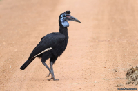 Bucorvus abyssinicus; Abyssinian ground hornbill; Nordlig hornkorp