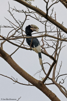 Bycanistes albotibialis; White-thighed hornbill; Vitbyxad näshornsfågel