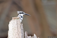 Ceryle rudis; Pied kingfisher; Gråfiskare