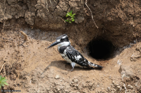 Ceryle rudis; Pied kingfisher; Gråfiskare