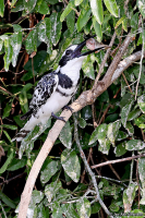 Ceryle rudis; Pied kingfisher; Gråfiskare