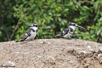 Ceryle rudis; Pied kingfisher; Gråfiskare