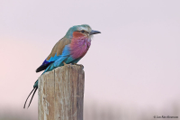 Coracias caudata; Lilac-breasted roller; Lilabröstad blåkråka