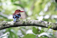 Halcyon badia; Chocolate-backed kingfisher; Chokladkungsfiskare