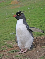 Eudyptes c chrysocome; Short-crested rockhopper penguin; Klipphopparpingvin