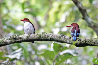 Halcyon badia; Chocolate-backed kingfisher; Chokladkungsfiskare