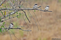 Halcyon chelicuti; Striped kingfisher; Strimkungsfiskare