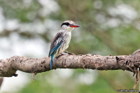 Halcyon chelicuti; Striped kingfisher; Strimkungsfiskare