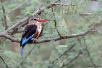 Halcyon leucocephala; Grey-headed kingfisher; Gråhuvad kungsfiskare