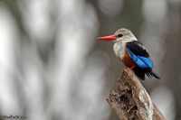 Halcyon leucocephala; Grey-headed kingfisher; Gråhuvad kungsfiskare