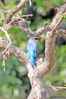 Halcyon senegalensis; Woodland kingfisher; Savannkungsfiskare