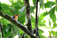 Ispidina lecontei; African dwarf-kingfisher; Dvärgkungsfiskare