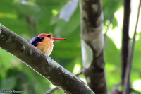 Ispidina lecontei; African dwarf-kingfisher; Dvärgkungsfiskare