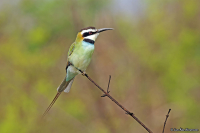 Merops albicollis; White-throated bee-eater; Vitstrupig biätare