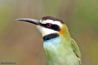 Merops albicollis; White-throated bee-eater; Vitstrupig biätare