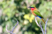 Merops bulocki; Red-throated bee-eater; Rödstrupig biätare