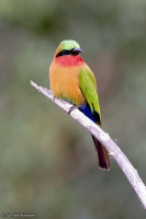 Merops bulocki; Red-throated bee-eater; Rödstrupig biätare