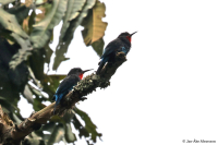 Merops gularis; Black bee-eater; Svart biätare