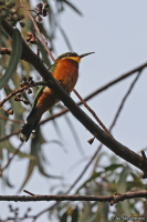 Merops oreobates; Cinnamon-chested bee-eater; Bergbiätare