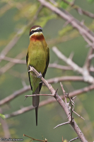 Merops superciliosus; Olive bee-eater; Olivbiätare
