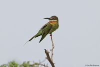 Merops superciliosus; Olive bee-eater; Olivbiätare