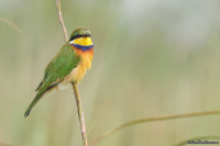 Merops variegatus; Blue-breasted bee-eater; Blåkragad biätare