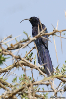 Rhinopomastus cyanomela; Common scimitarbill; Större sabelnäbb