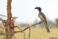 Lophoceros nasutus; African grey hornbill; Gråtoko