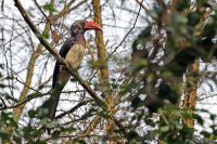 Tockus alboterminatus; Crowned hornbill; Krontoko