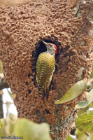 Campethera cailliautii; Little spotted [Green-backed] woodpecker; Grönryggig hackspett