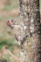Campethera nubica; Nubian woodpecker; Nubisk hackspett