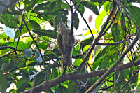 Dendropicos elliotii; Elliot's woodpecker; Kongospett