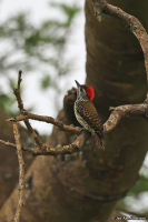 Dendropicos fuscescens; Cardinal woodpecker; Kardinalspett