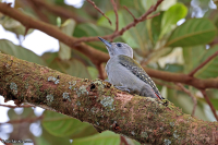 Dendropicos goertae; [African] Grey woodpecker; Gulbukig askspett