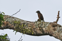 Gymnobucco bonapartei; Gray-throated barbet; Gråstrupig barbett