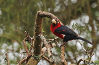Lybius bidentatus; Double-toothed barbet; Dubbeltandad barbett