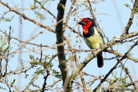 Lybius torquatus; Black-collared barbet; Svartkragad barbett