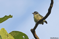 Pogoniulus bilineatus; Yellow-rumped tinkerbird; Gulgumpad dvärgbarbett