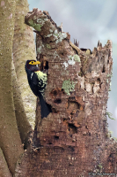 Trachylaemus purpuratus; Eastern yellow-billed barbet; Gulmaskad barbett