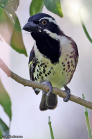 Tricholaema lacrymosa; Spot-flanked barbet; Droppbarbett