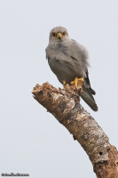 Falco ardosiaceus; Grey kestrel; Skifferfalk