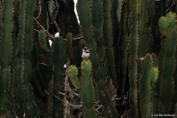 Batis erlangeri; Western black-headed batis; Svartkronad batis