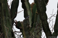 Batis erlangeri; Western black-headed batis; Svartkronad batis