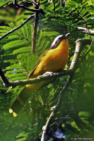 Chlorophoneus multicolor; Many-coloured bushshrike; Mångfärgad busktörnskata