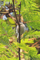 Dryoscopus angolensis; Pink-footed puffback; Rosabent dunrygg