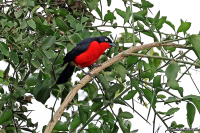 Laniarius erythrogaster; Black-headed gonolek; Scharlakansbusktörnskata